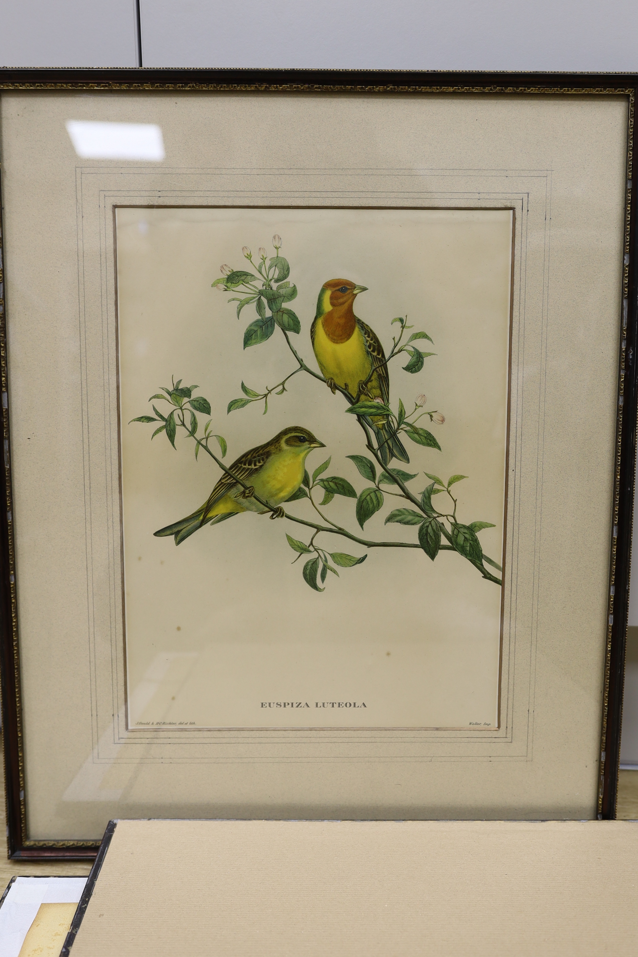 After J Gould (1804-1881) and H. C. Richter (1821-1902), set of five zoological colour lithographs, Birds including Trogon Collaris and Euspiza Luteola, each 37 x 27cm